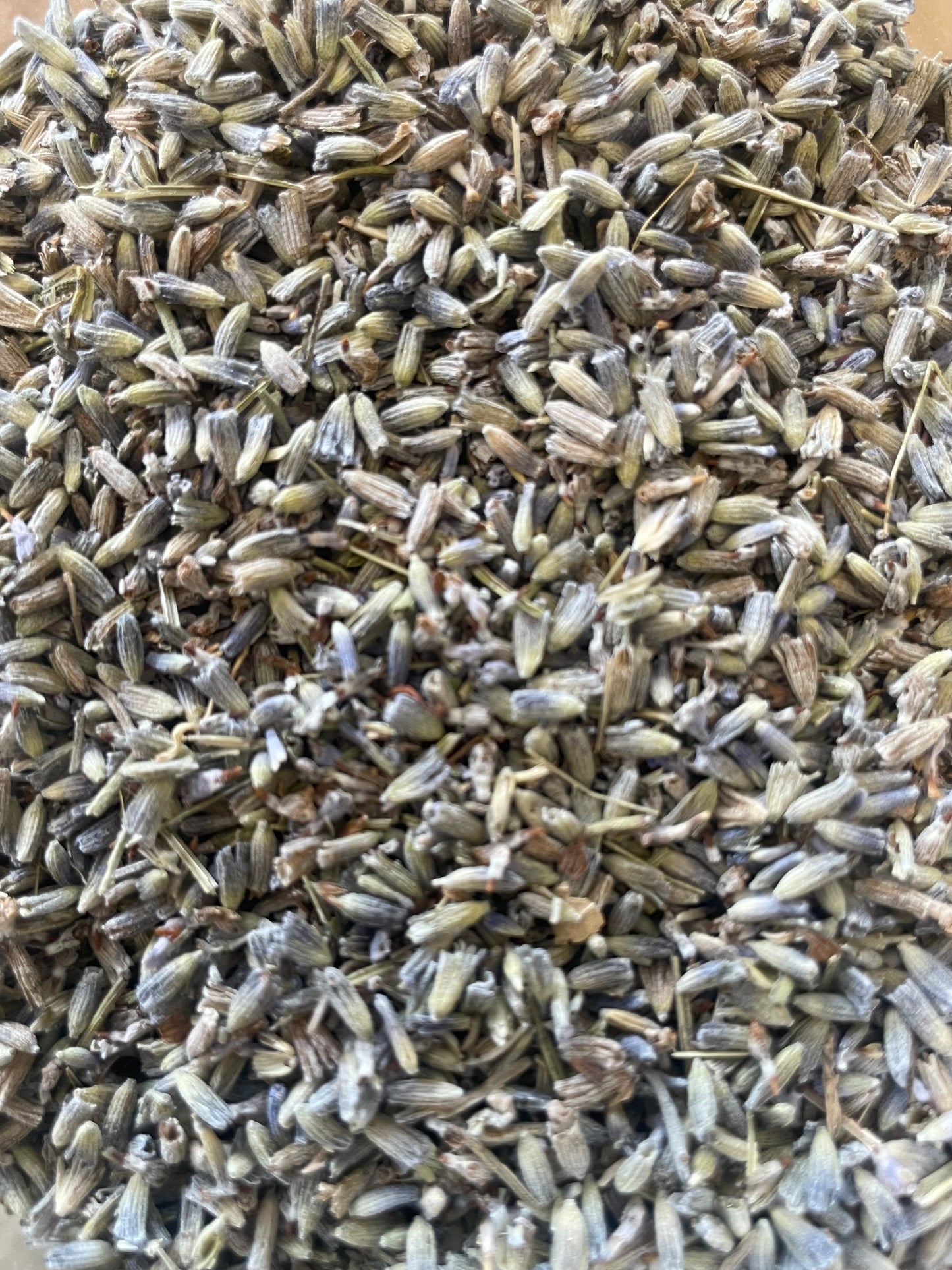 English Lavender